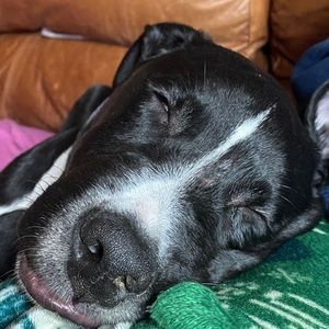 Meet your Posher, Devin